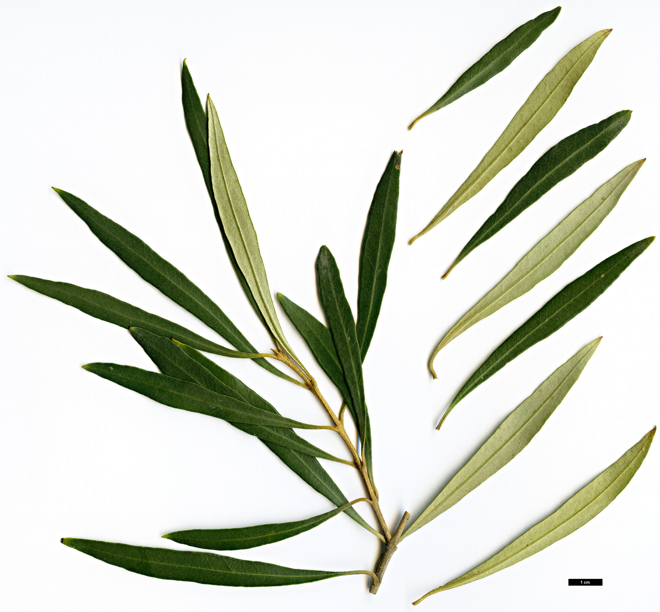 High resolution image: Family: Oleaceae - Genus: Olea - Taxon: europaea - SpeciesSub: subsp. guanchica 